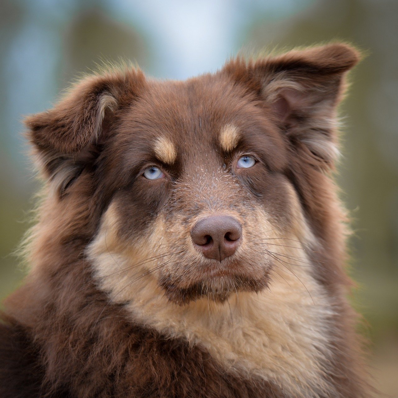 dog, animal, australian shepherd, pet, portrait, eyes, brown, sweet
