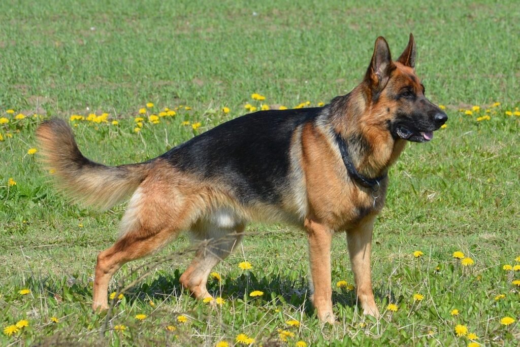 german shepherd, shepherd, almind, denmark, german shepherd, german shepherd, german shepherd, german shepherd, german shepherd