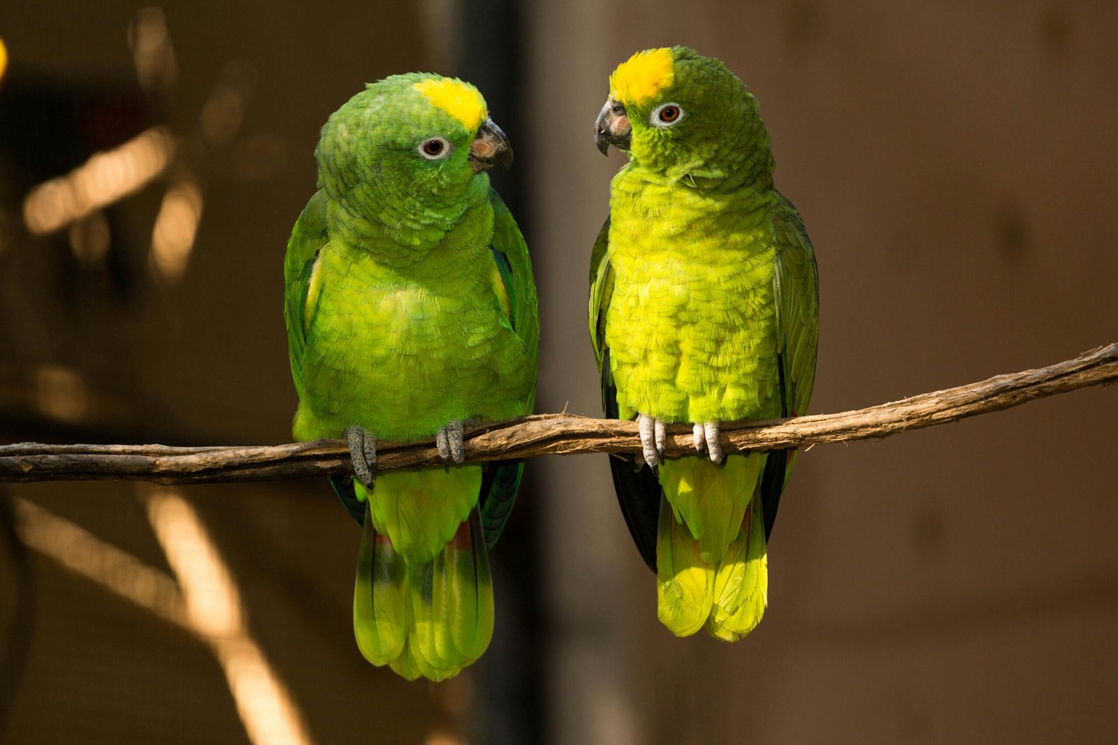 Two vibrant green parrots perched on a branch in their natural habitat. Perfect wildlife shot.