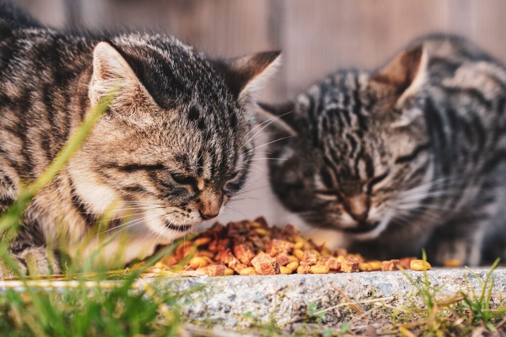 котка яде храна купичка